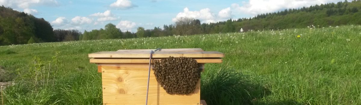 Bienen schwärmen aus