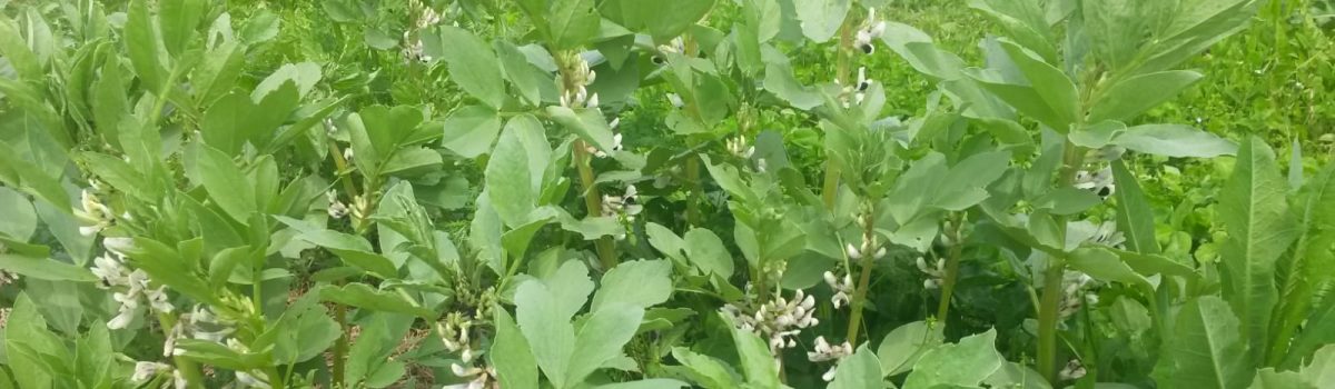 Ackerjournal Sommer 2019