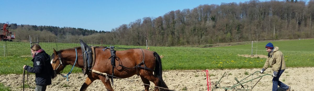 Pferdearbeit – unser Ackerpferd Hunter